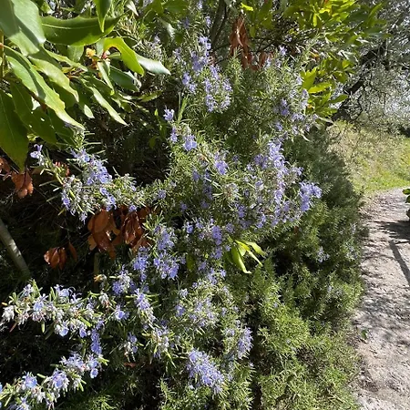 Casa Indipendente Cà Bottura Agli Ulivi * Garda (Verona)